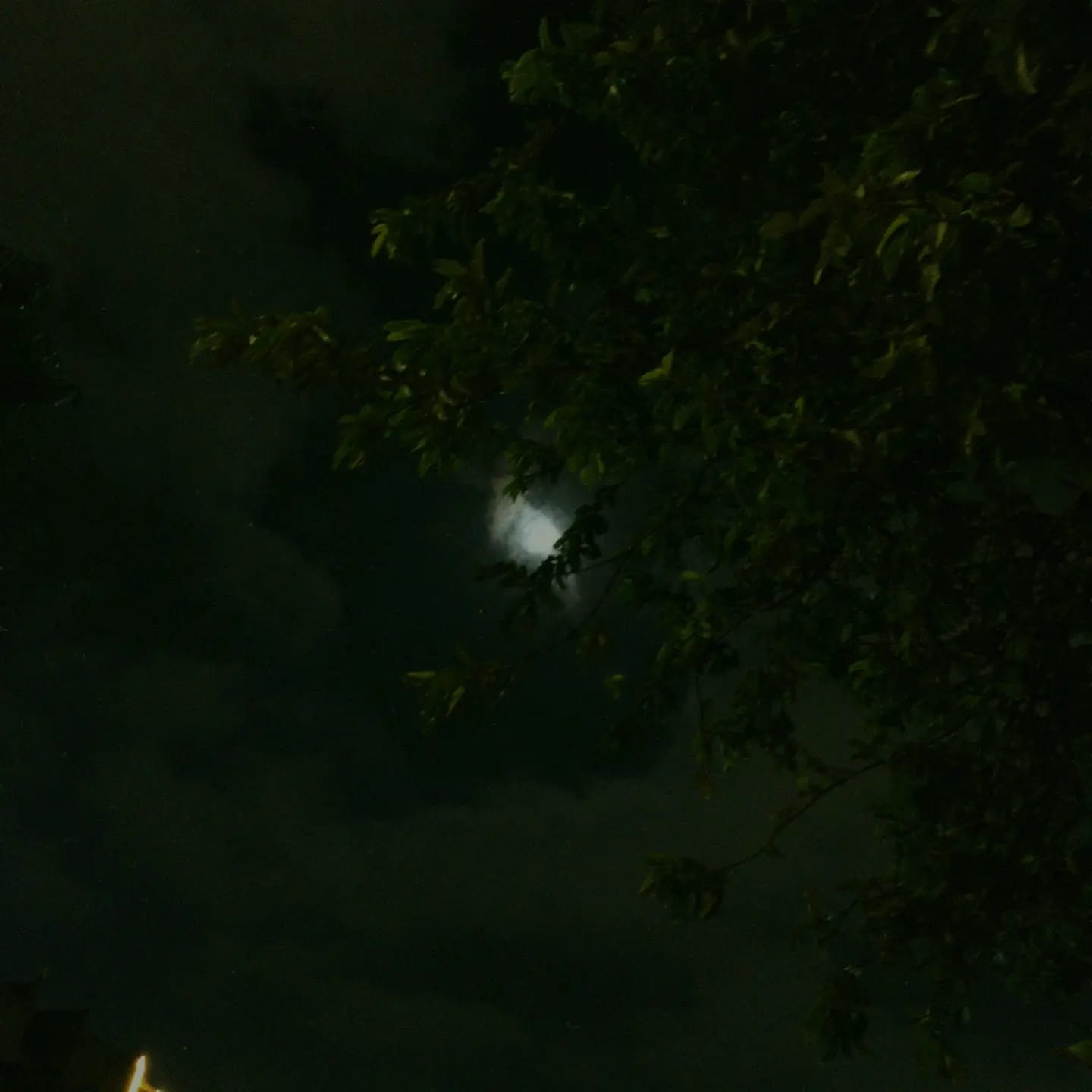 Sky1